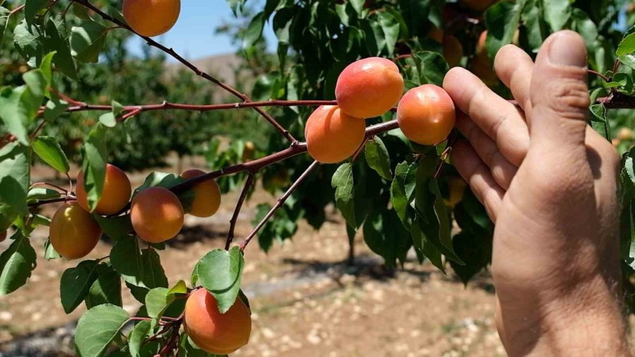 Korkuteli Sülekler Mahallesi Meyveciliğin Yeni Adresi Oldu