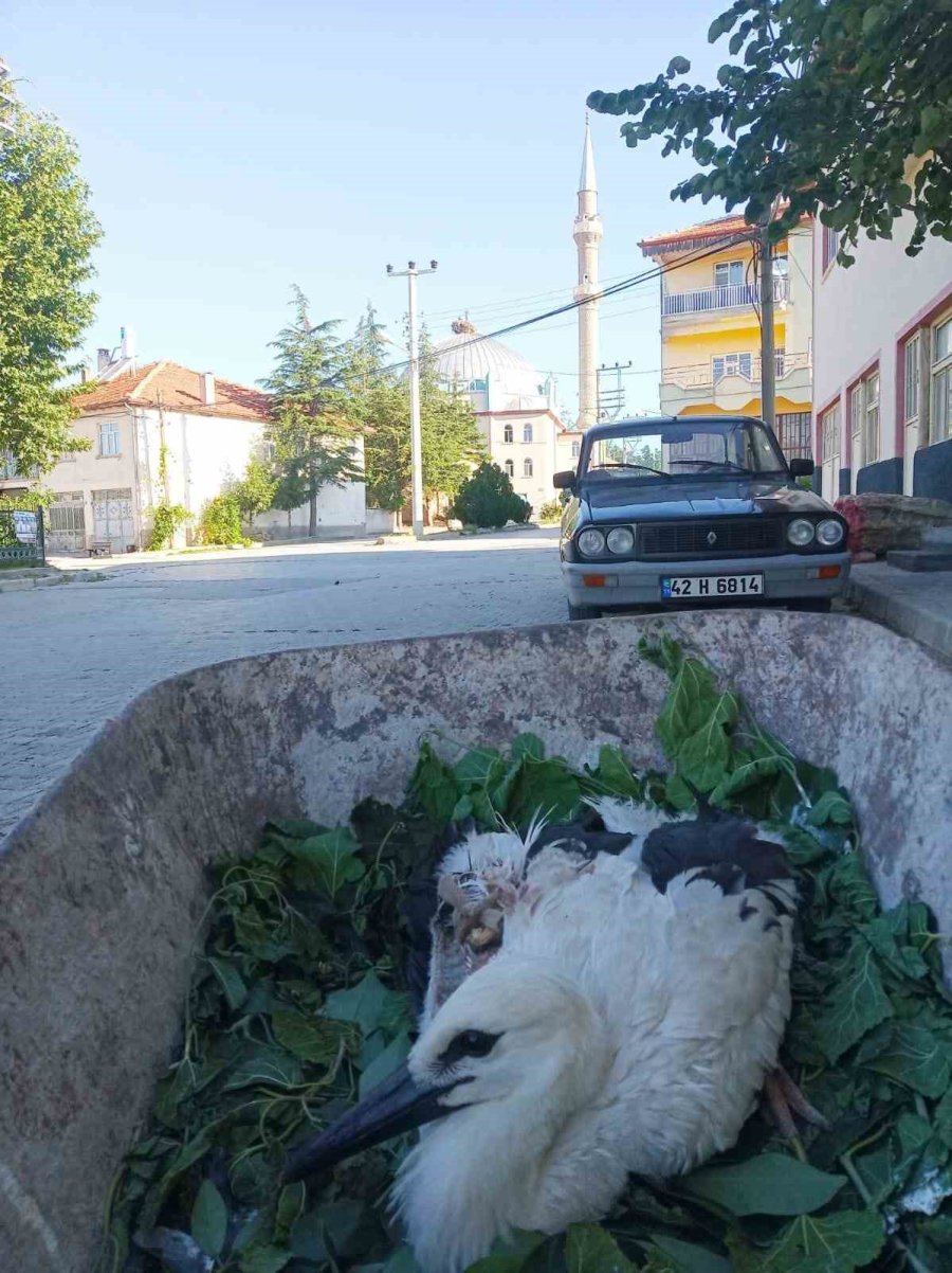 Beyşehir’de Yuvadan Düşen Yaralı Leylek Koruma Altına Alındı