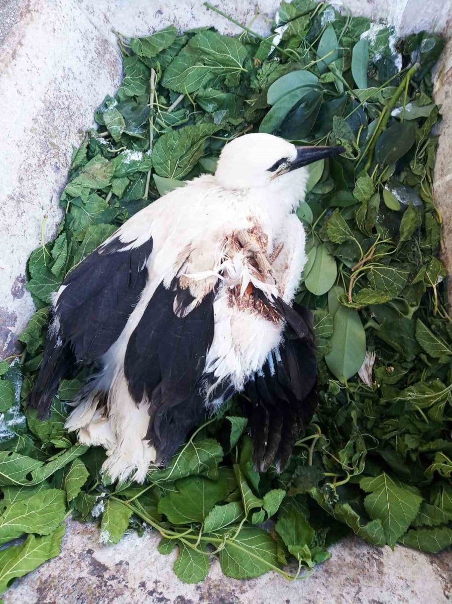 Beyşehir’de Yuvadan Düşen Yaralı Leylek Koruma Altına Alındı