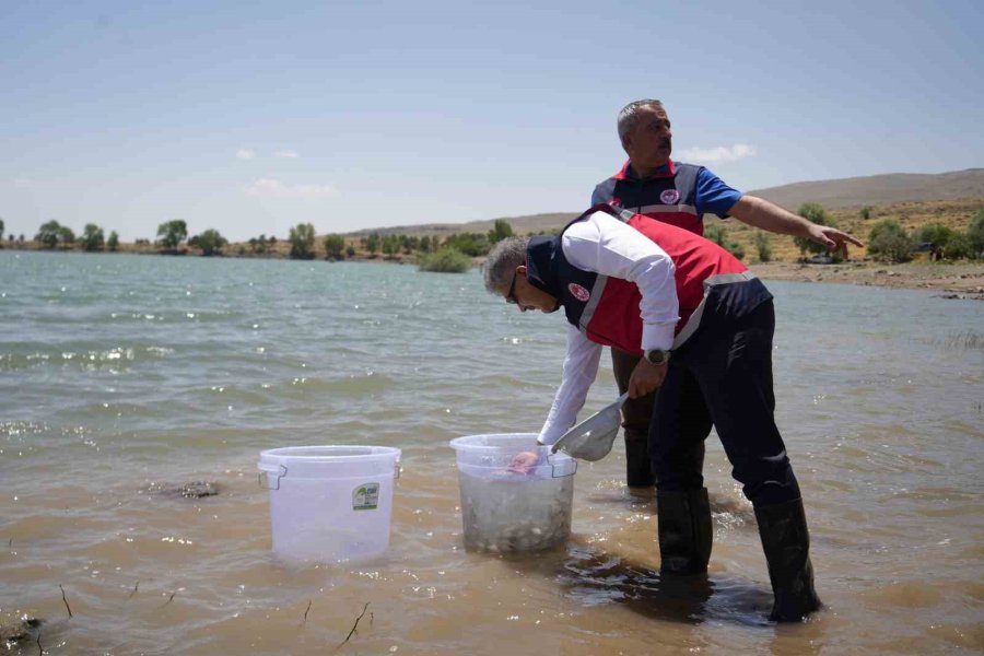 Niğde’deki Göletlere 52 Bin Balık Bırakıldı