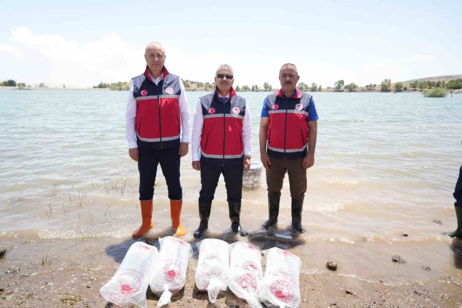 Niğde’deki Göletlere 52 Bin Balık Bırakıldı