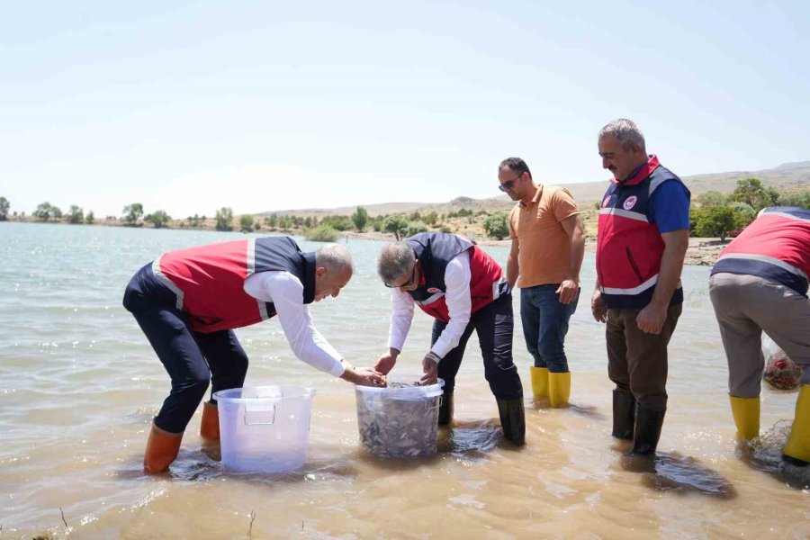 Niğde’deki Göletlere 52 Bin Balık Bırakıldı