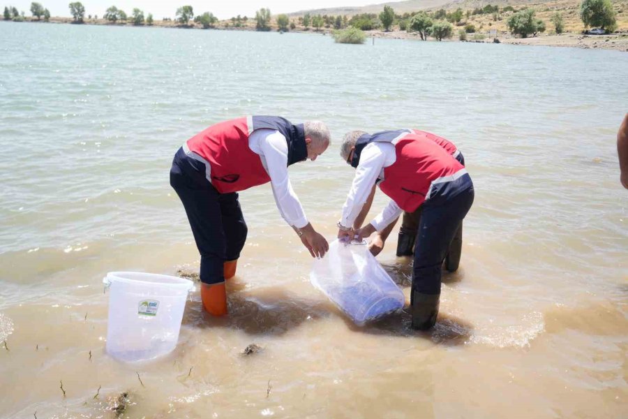 Niğde’deki Göletlere 52 Bin Balık Bırakıldı