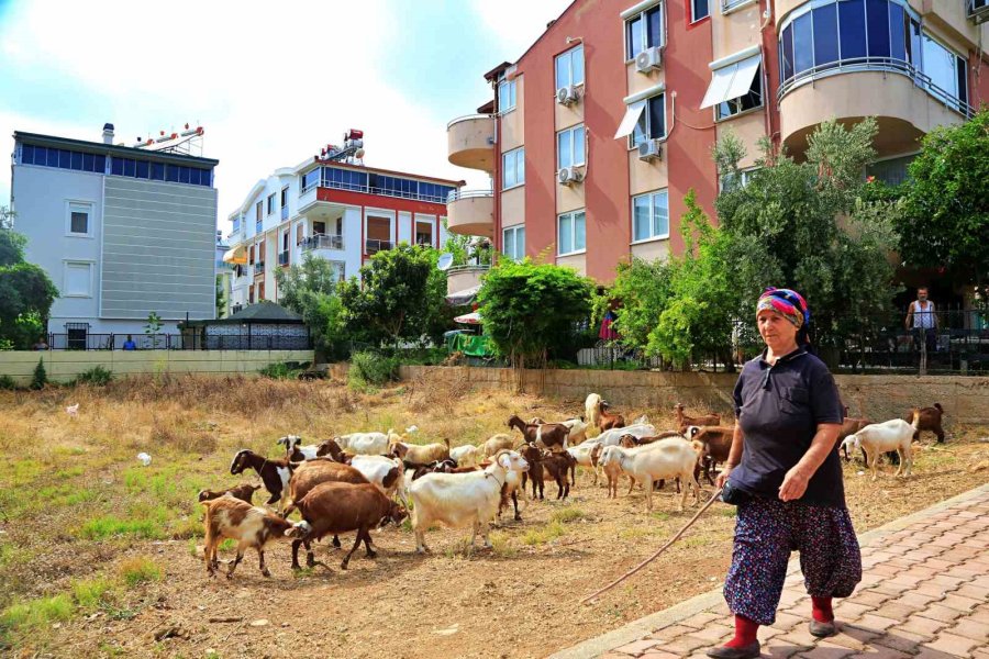 Antalya’nın Modern Çobanları