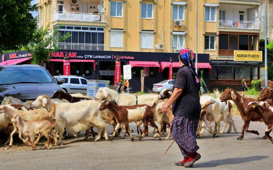 Antalya’nın Modern Çobanları