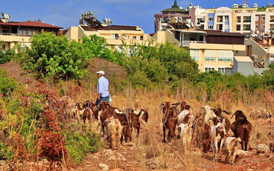 Antalya’nın Modern Çobanları