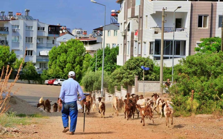 Antalya’nın Modern Çobanları