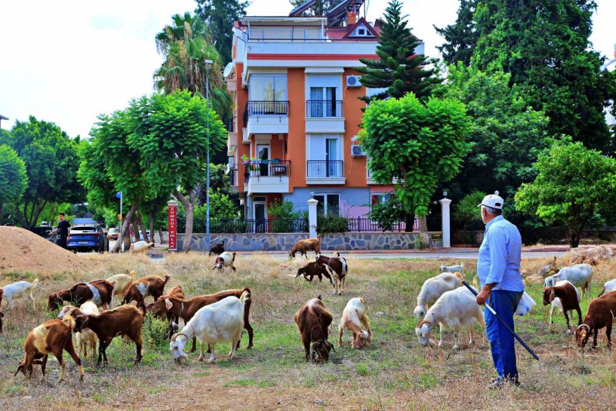 Antalya’nın Modern Çobanları