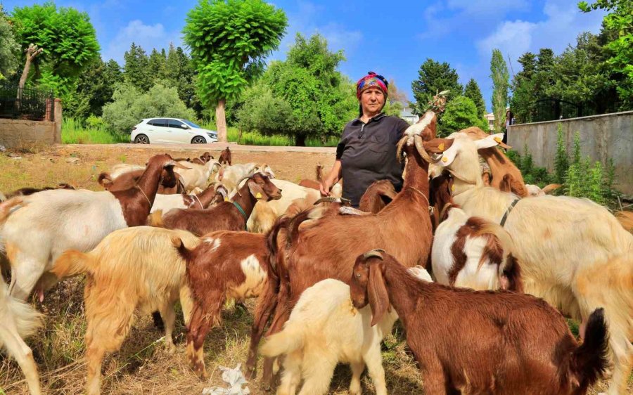 Antalya’nın Modern Çobanları