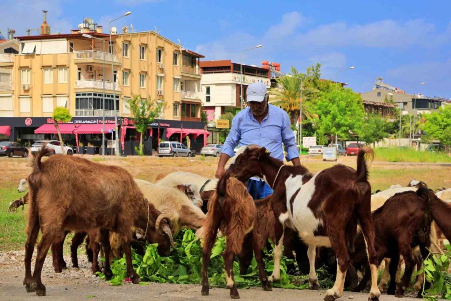 Antalya’nın Modern Çobanları