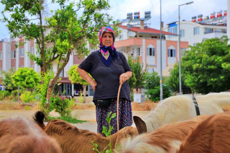 Antalya’nın Modern Çobanları