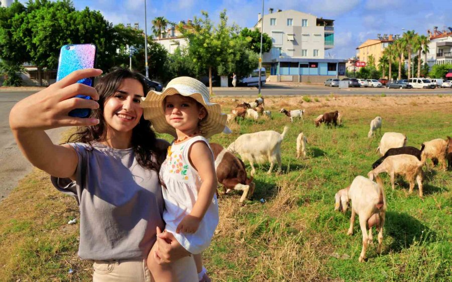 Antalya’nın Modern Çobanları