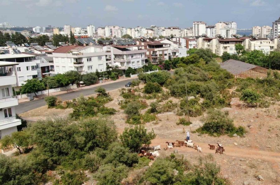 Antalya’nın Modern Çobanları