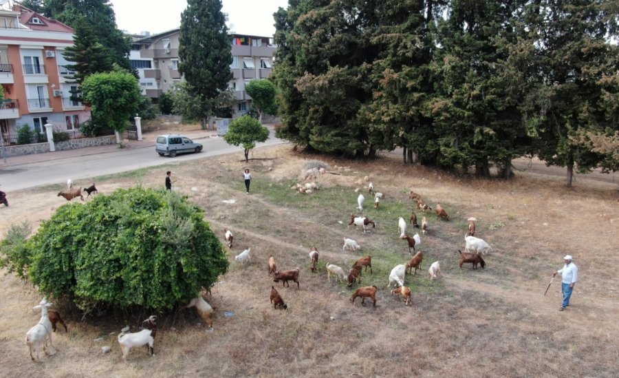 Antalya’nın Modern Çobanları