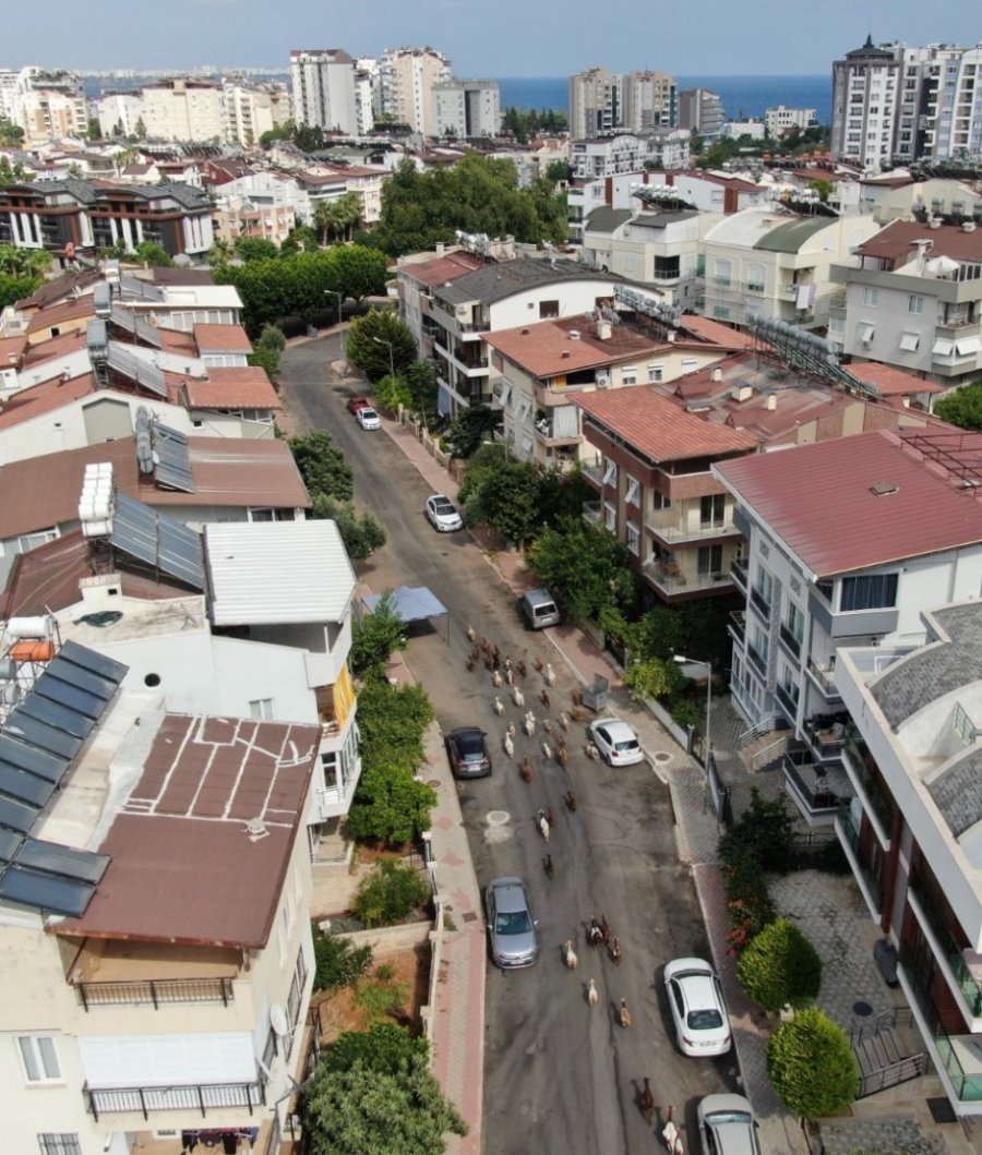 Antalya’nın Modern Çobanları