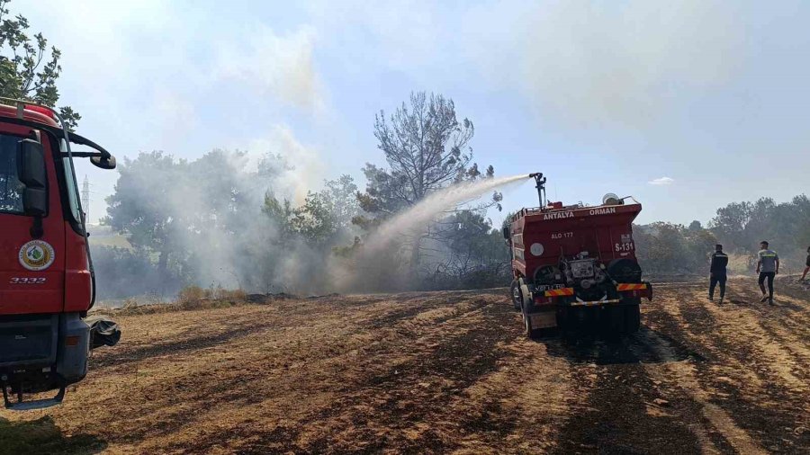 Çöplerden Çıkan Yangın, Zeytin Ağaçlarına Zarar Verdi