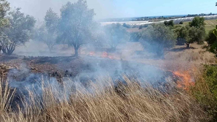 Çöplerden Çıkan Yangın, Zeytin Ağaçlarına Zarar Verdi