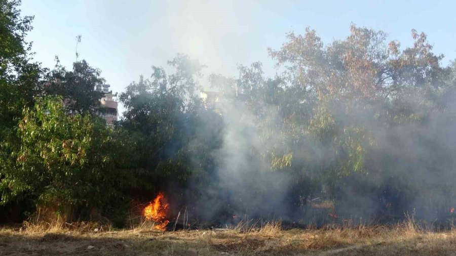 Ağaçlık Alandaki Yangın Büyümeden Söndürüldü