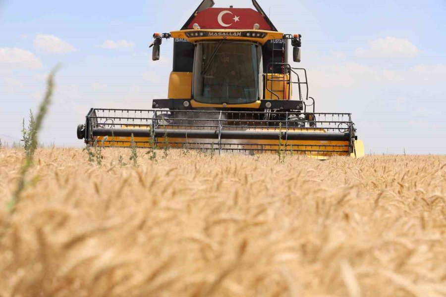 Konya’da Buğday Rekoltesinde Düşüş