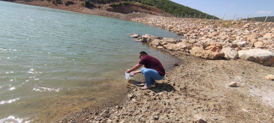 Beyşehir Gölü Ve Beyşehir’in Göletlerine Yavru Sazan Takviyesi