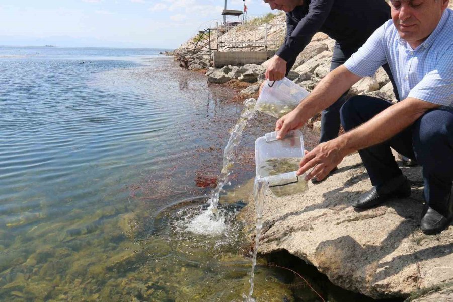 Beyşehir Gölü Ve Beyşehir’in Göletlerine Yavru Sazan Takviyesi