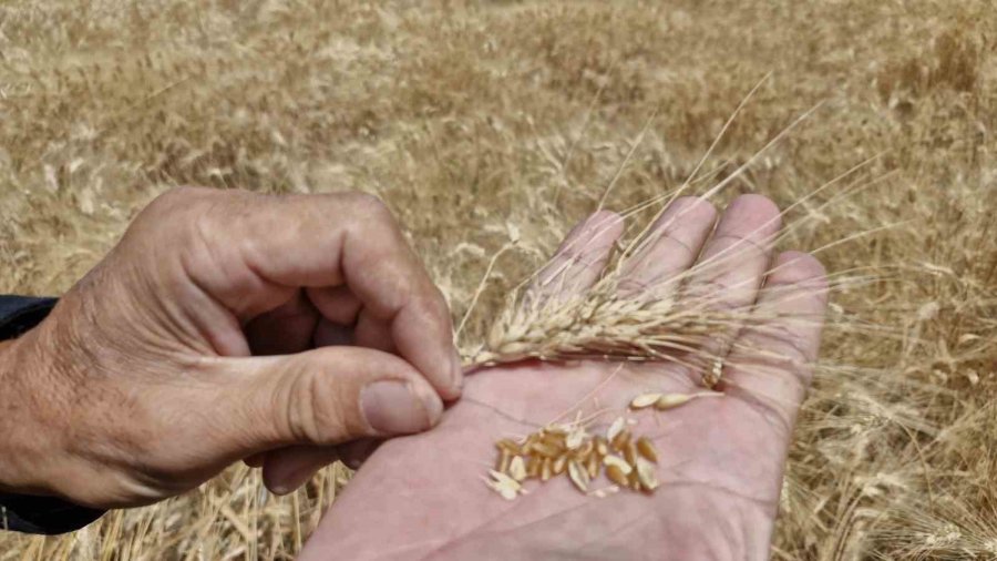 Hububattaki Rekolte Düşüklüğü Çiftçinin Yüzünü Güldürmüyor