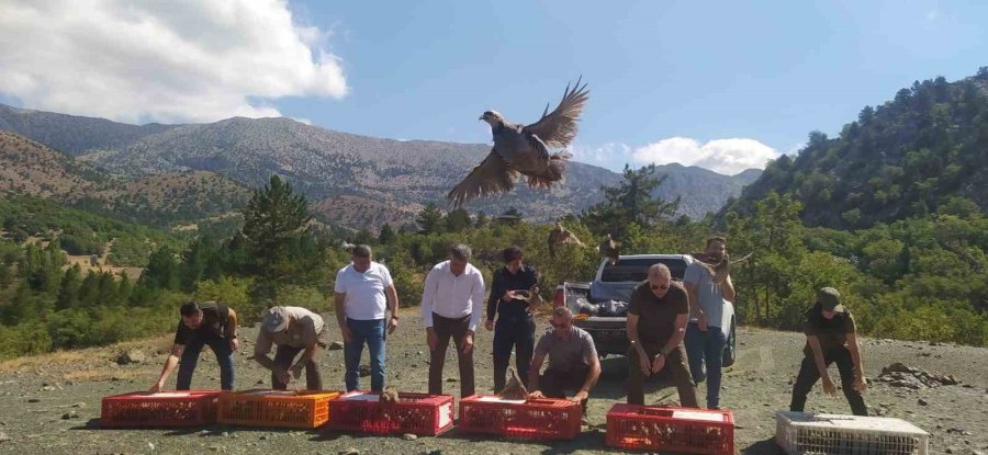 Derebucak’ta Doğaya 800 Kınalı Keklik Bırakıldı