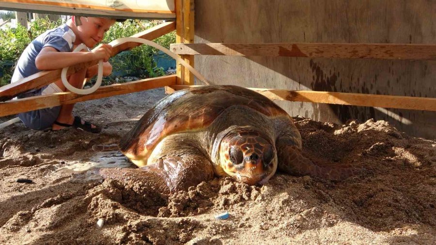 Yaralı Caretta Caretta Cerrahi Müdahalenin Ardından Denize Bırakıldı