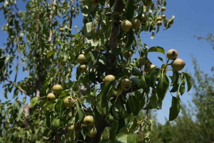 Komisyoncu Sistemi Çiftçiyi De Tüketiciyi De Mağdur Ediyor