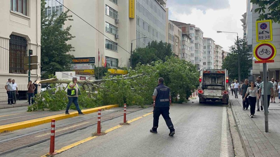 Ağaç Dalı Yaya Ve Araç Trafiğinin Ortasına Düştü, Facia Kıl Payı Atlatıldı