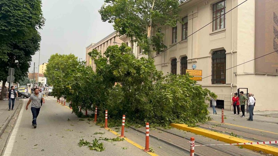 Ağaç Dalı Yaya Ve Araç Trafiğinin Ortasına Düştü, Facia Kıl Payı Atlatıldı