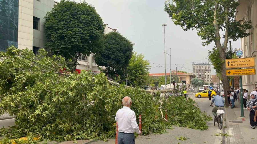 Ağaç Dalı Yaya Ve Araç Trafiğinin Ortasına Düştü, Facia Kıl Payı Atlatıldı