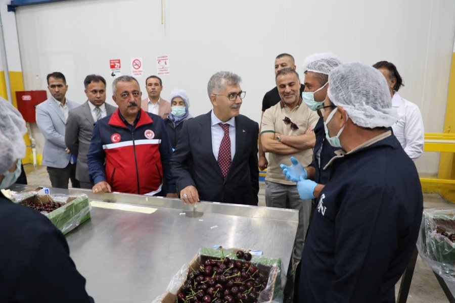 Niğde’de Üretilen Kirazlar Avrupa Ve Uzak Doğu Ülkelerine İhraç Ediliyor