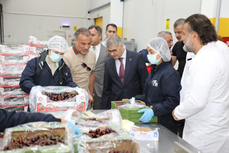 Niğde’de Üretilen Kirazlar Avrupa Ve Uzak Doğu Ülkelerine İhraç Ediliyor