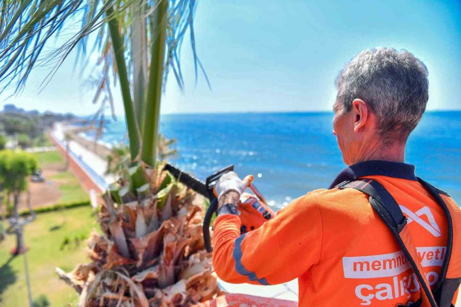 Mersin’de Palmiye Ağaçları Budanıyor