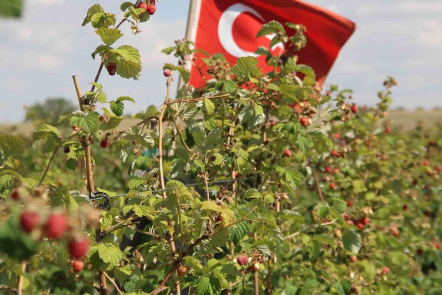 ’olmaz’ Denileni Hobi Olarak Yaptı, Kayseri’deki Tek Ahududu Bahçesini Kurdu