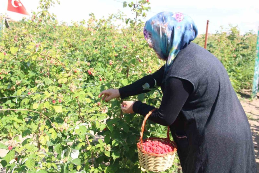 ’olmaz’ Denileni Hobi Olarak Yaptı, Kayseri’deki Tek Ahududu Bahçesini Kurdu