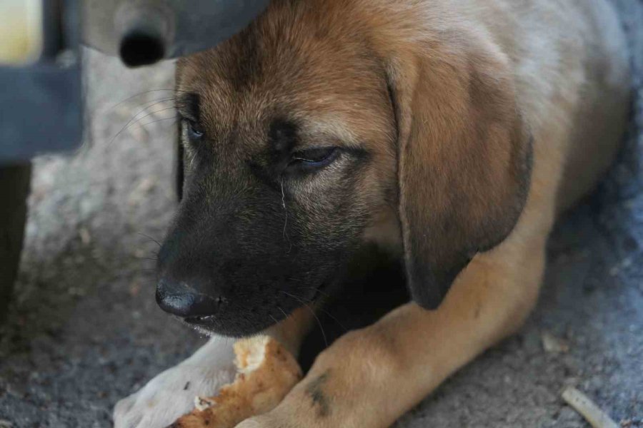 Sokak Köpeğine Şiddete Şahit Oldu, Üzerine Kayıtlı Olmadığı İçin Şikayetçi Olamadı