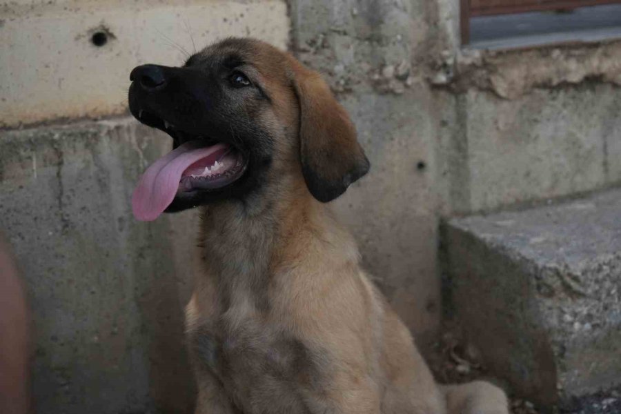 Sokak Köpeğine Şiddete Şahit Oldu, Üzerine Kayıtlı Olmadığı İçin Şikayetçi Olamadı