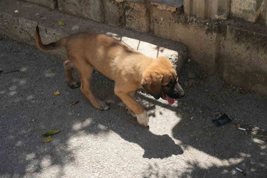 Sokak Köpeğine Şiddete Şahit Oldu, Üzerine Kayıtlı Olmadığı İçin Şikayetçi Olamadı