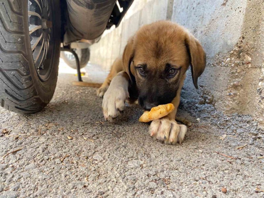 Sokak Köpeğine Şiddete Şahit Oldu, Üzerine Kayıtlı Olmadığı İçin Şikayetçi Olamadı