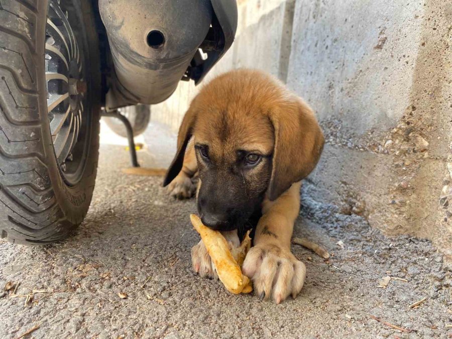 Sokak Köpeğine Şiddete Şahit Oldu, Üzerine Kayıtlı Olmadığı İçin Şikayetçi Olamadı