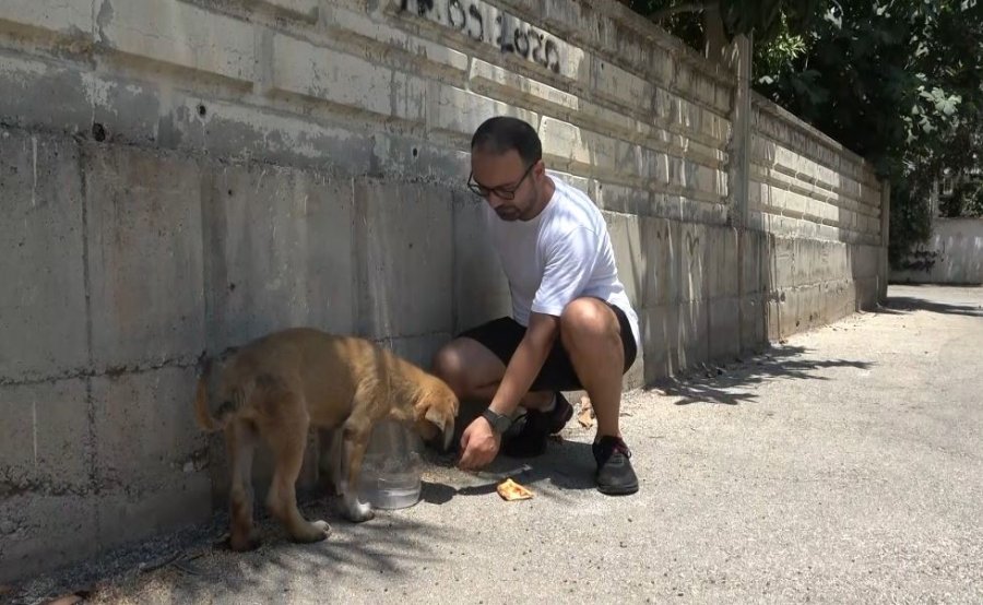 Sokak Köpeğine Şiddete Şahit Oldu, Üzerine Kayıtlı Olmadığı İçin Şikayetçi Olamadı