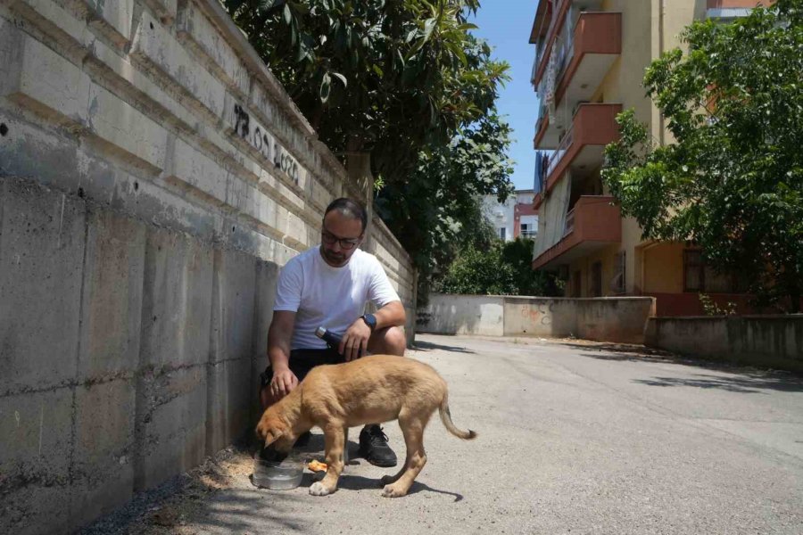 Sokak Köpeğine Şiddete Şahit Oldu, Üzerine Kayıtlı Olmadığı İçin Şikayetçi Olamadı