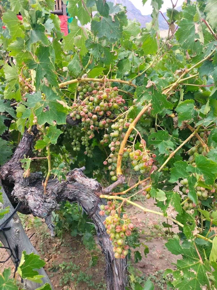 Dolu Yağışı Tarım Ürünlerine Zarar Verdi