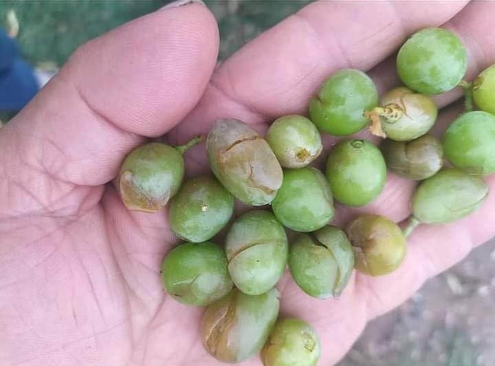 Dolu Yağışı Tarım Ürünlerine Zarar Verdi