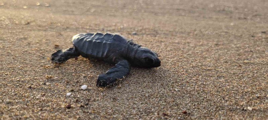 Manavgat’ta Caretta Caretta Koruma Çalışmaları Sürüyor