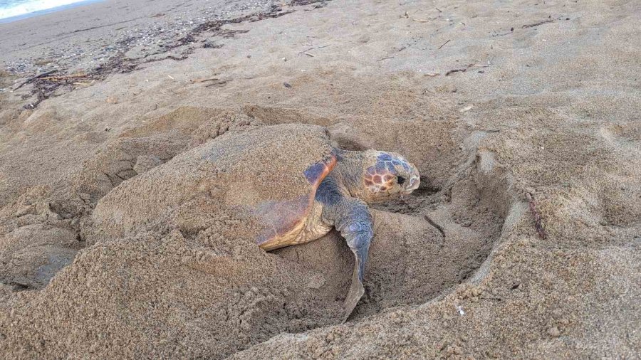 Manavgat’ta Caretta Caretta Koruma Çalışmaları Sürüyor