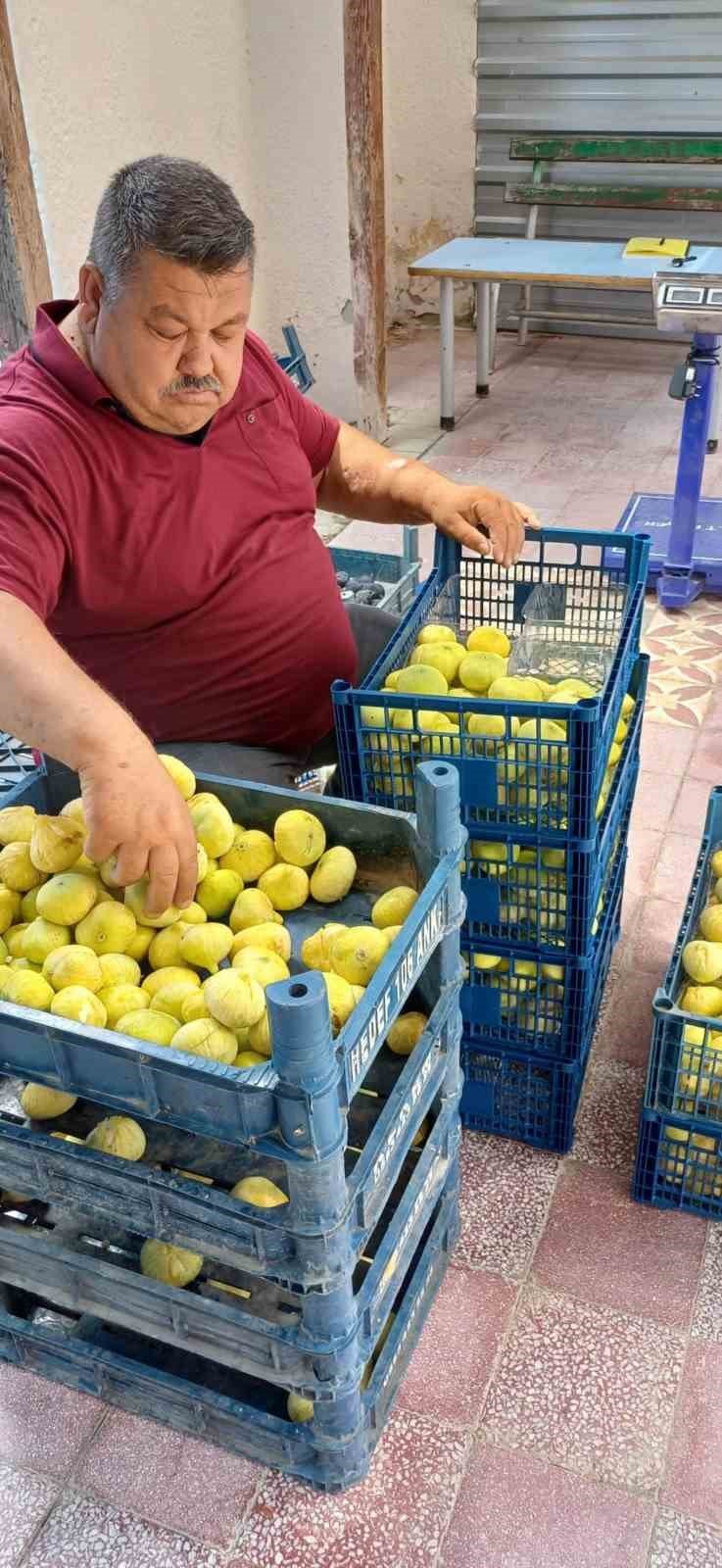 Mersin’de İncir Hasadı Başladı