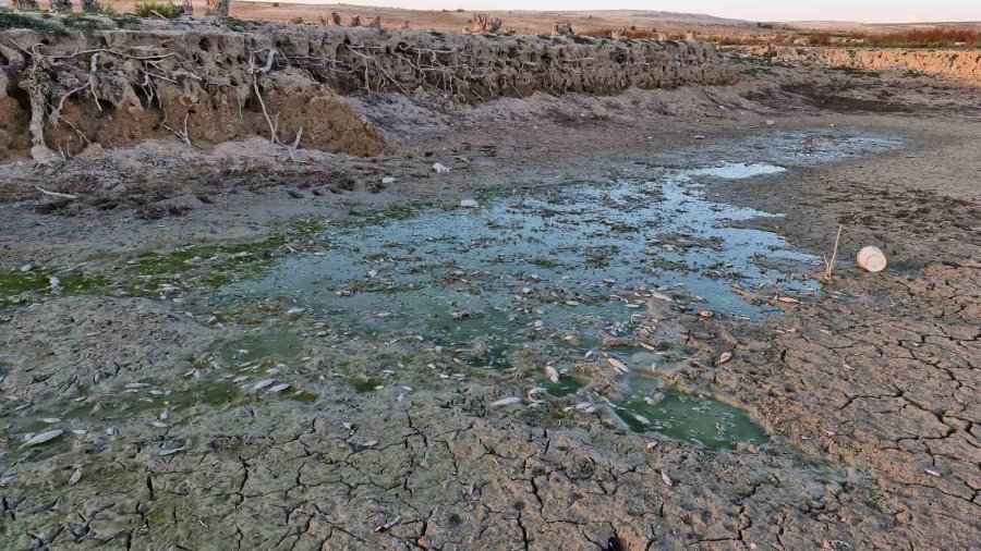 Su Seviyesi Düşen Barajdaki Yavru Balıkları Kovalarla Kurtarmaya Çalıştılar